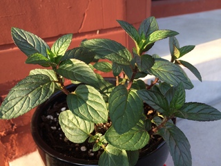2014-05-02 06.46.33.jpg