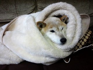 DSC_0458.JPG