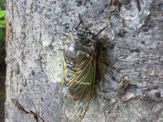 DSC_1450.JPG