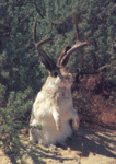 jack2.gif